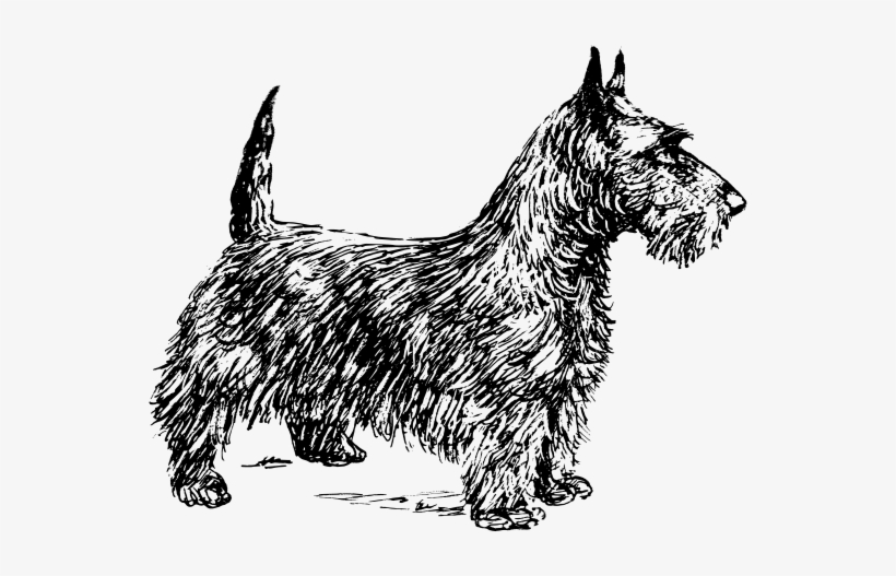 Scotch Terrier Bw Clipart Png, transparent png #1031785