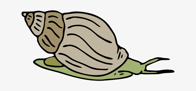 Snail Cliparts, transparent png #1031873
