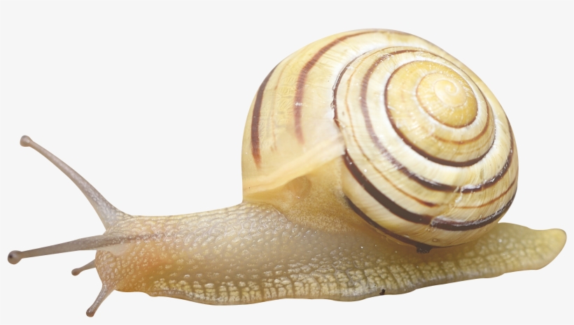 Snail Png, transparent png #1031949