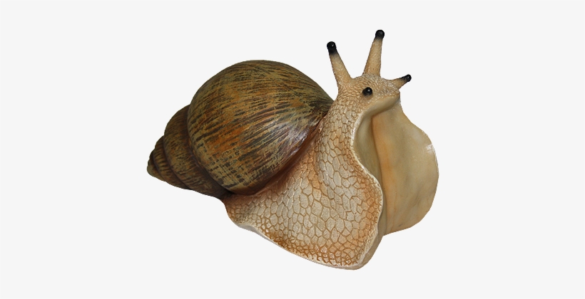 Snail Png, transparent png #1031972