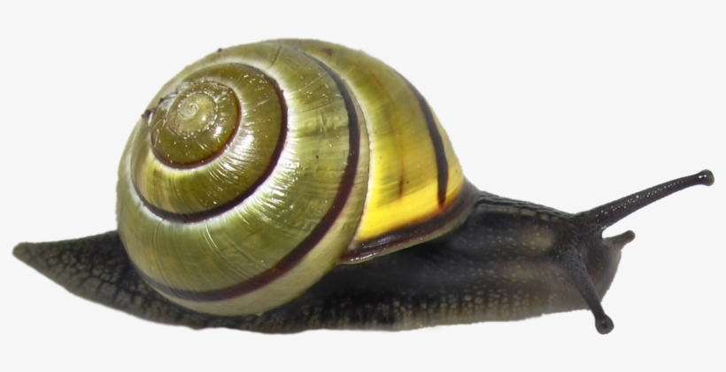 Snail Png Clipart - Snail Png, transparent png #1032066