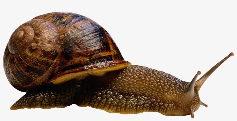 Snail Png - Armadillos Food, transparent png #1032082