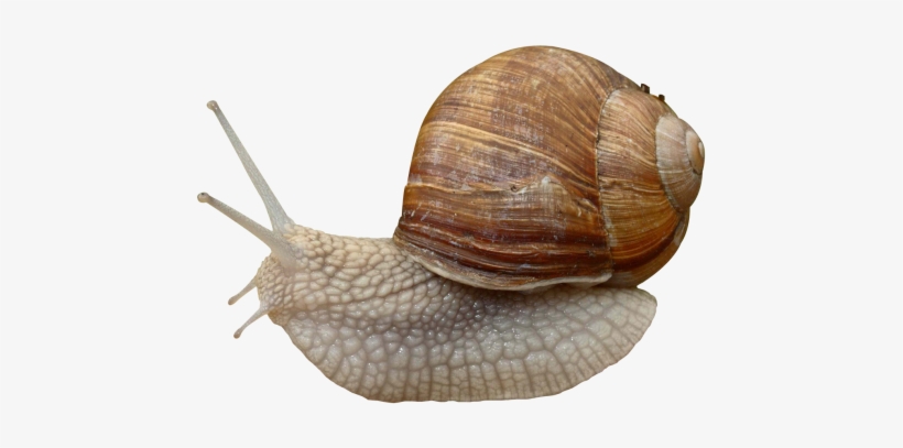 Snail Png Image - Gastropods Png, transparent png #1032107