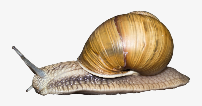 Vector Free Download Pin By Transparent Png Images - Snail Transparent Png, transparent png #1032130