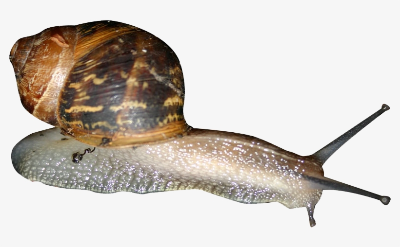 Snail Png - Snails Png, transparent png #1032182