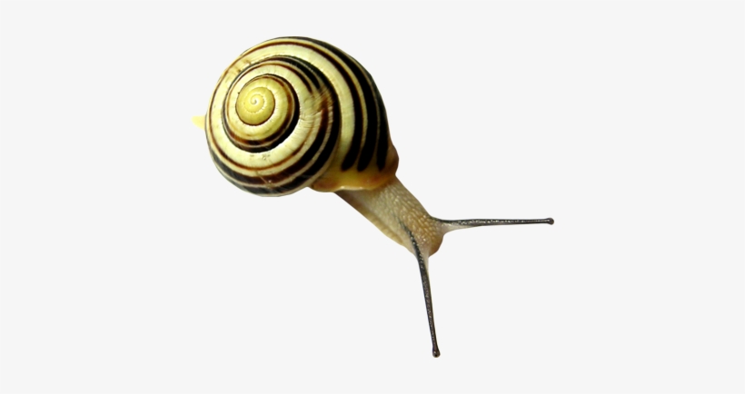 Snail Png - Snails Png, transparent png #1032205