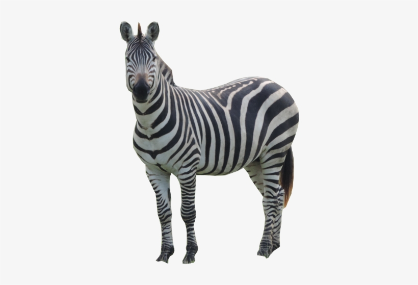 Learn - Zebra With Transparent Background, transparent png #1032224