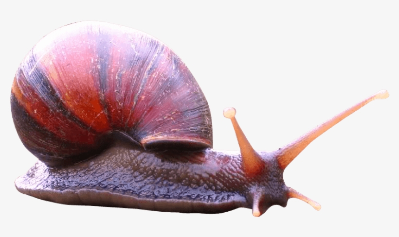 Free Png Snail Png Images Transparent - Existencia De Un Sentido Canvas Print - Small, transparent png #1032470