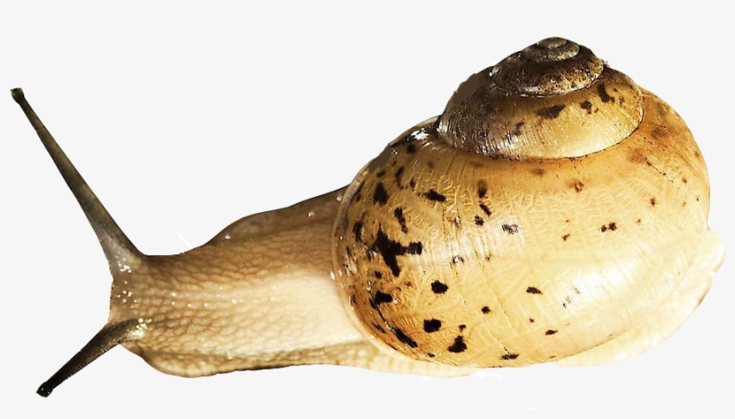 Snail Download Png Image - Slugs Png, transparent png #1032540