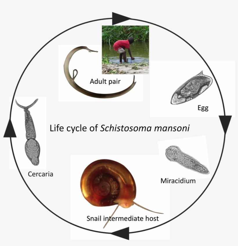 Schistosome Infections In Snails Alter Snail Physiology - Life Cycle Of Aquarium Snail, transparent png #1032704