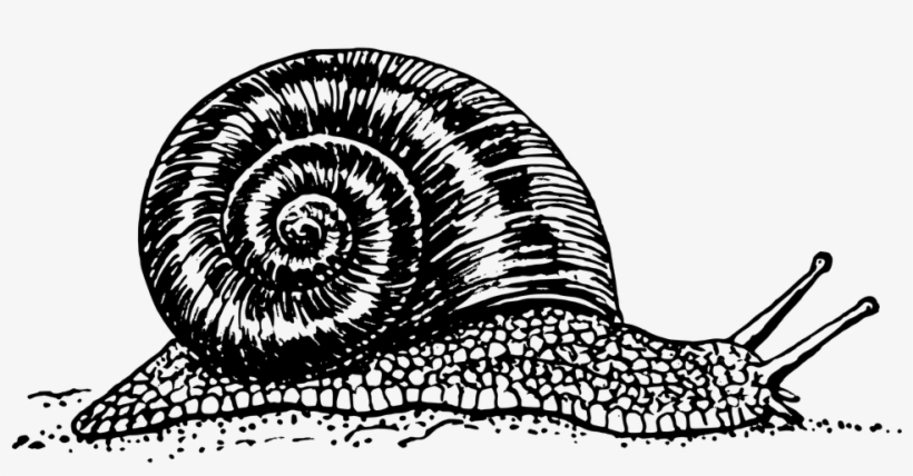 Snail Vector, transparent png #1032864