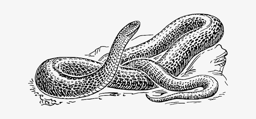 Snake, Black, Outline, Drawing, White, Cartoon, Free - Black And White Snake Drawing, transparent png #1034266