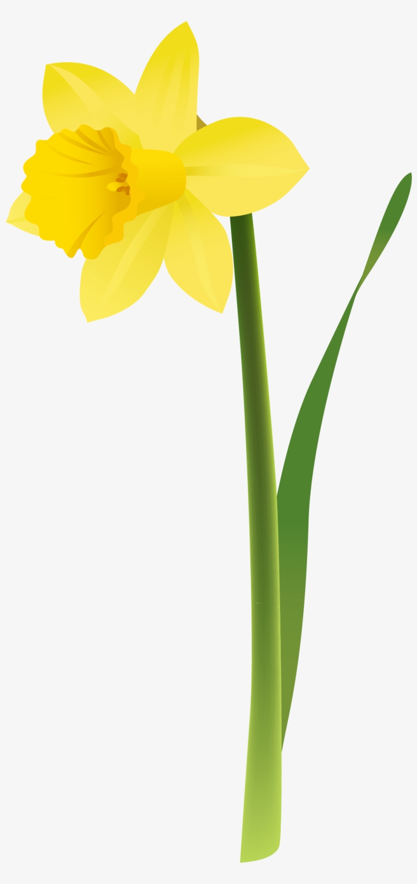 View Full Size - Transparent Background Daffodil Png, transparent png #1034333