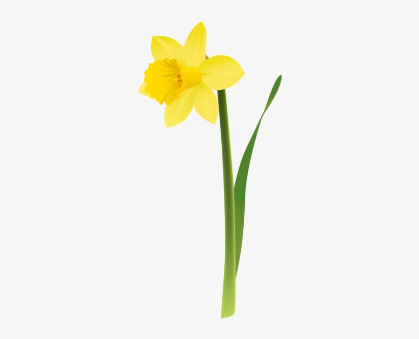 Botanical Drawing Daffodil - Transparent Background Daffodil Png, transparent png #1034403