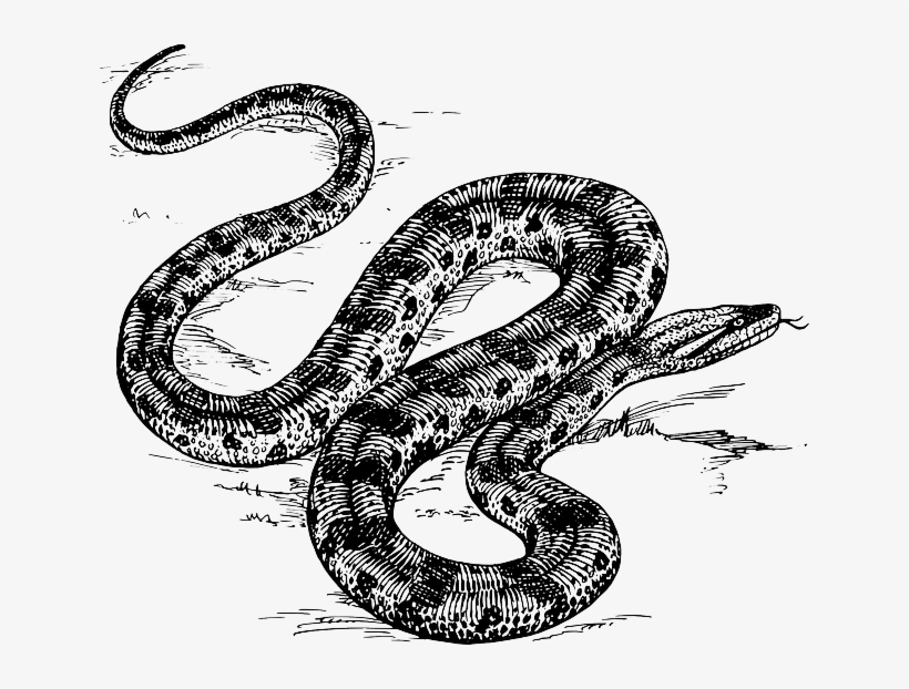 Snake, Water, River, Sketch, Cartoon, Big, Wild, Animal - Cafepress Anaconda Snake Queen Duvet, transparent png #1034480