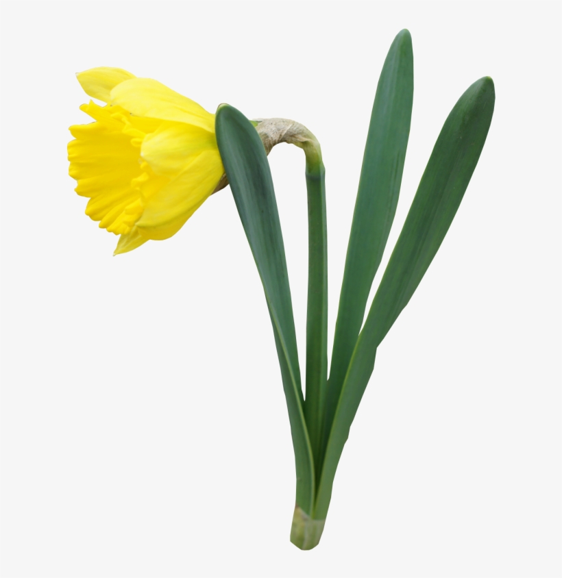 Daffodil Transparent, transparent png #1034569