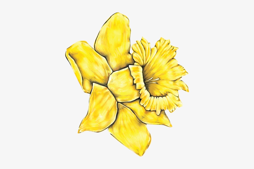 Daffodil - Yellow Daisy Flower Clipart, transparent png #1034709