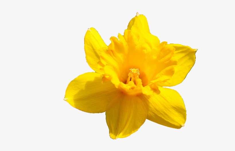 Daffodil Flower Png Pic - Transparent Background Daffodils Flower Png ...