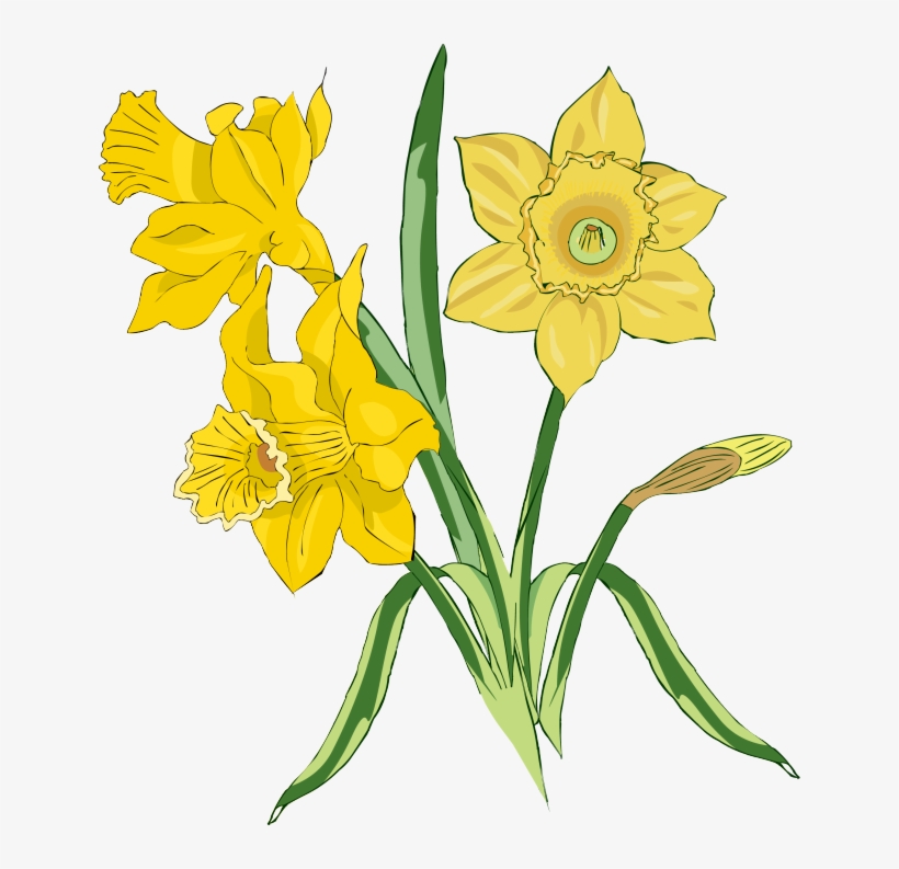 Image Free Download Daffodil Clipart Spring - Bunch Of Daffodils Art, transparent png #1034739