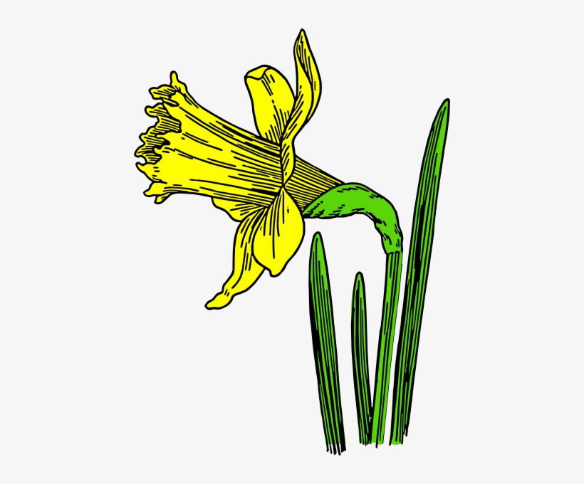 How To Set Use Single Daffodil Clipart, transparent png #1034766