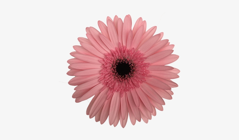 Damask - Spur Gear, transparent png #1034840