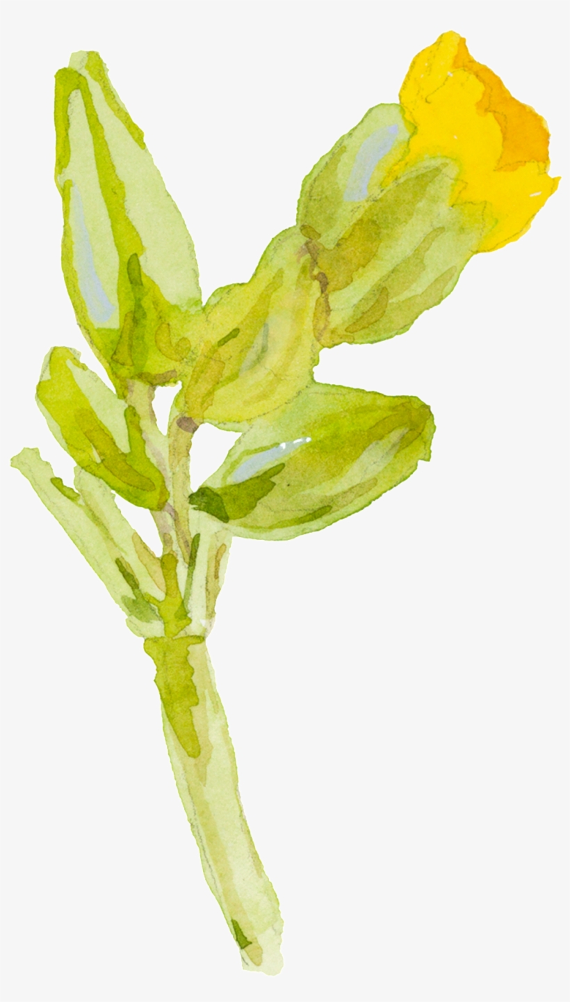 Yellow Cartoon Small Flower Watercolor Transparent - Watercolor Painting, transparent png #1034936