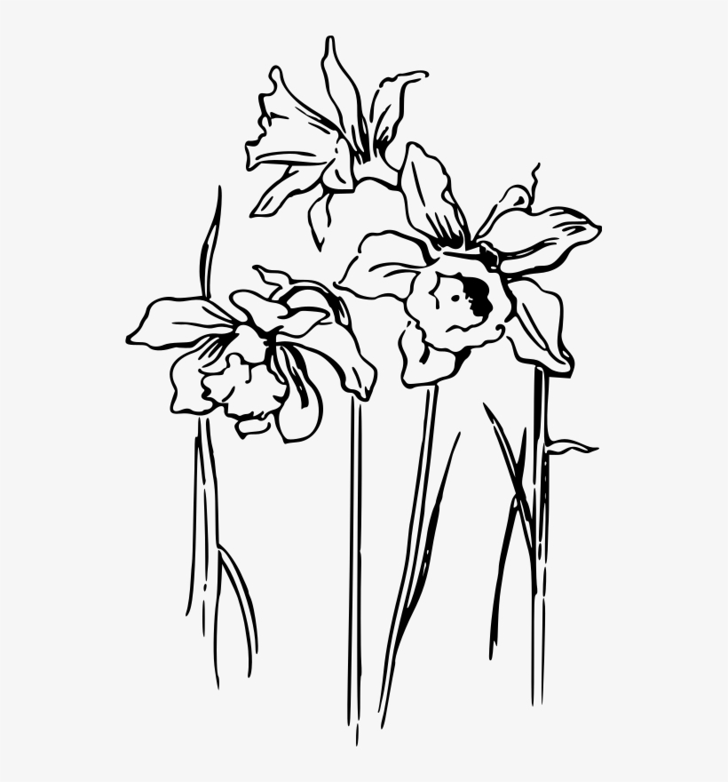 Daffodil At Getdrawings Com Free For Personal - Transparent Daffodil Drawing, transparent png #1034955