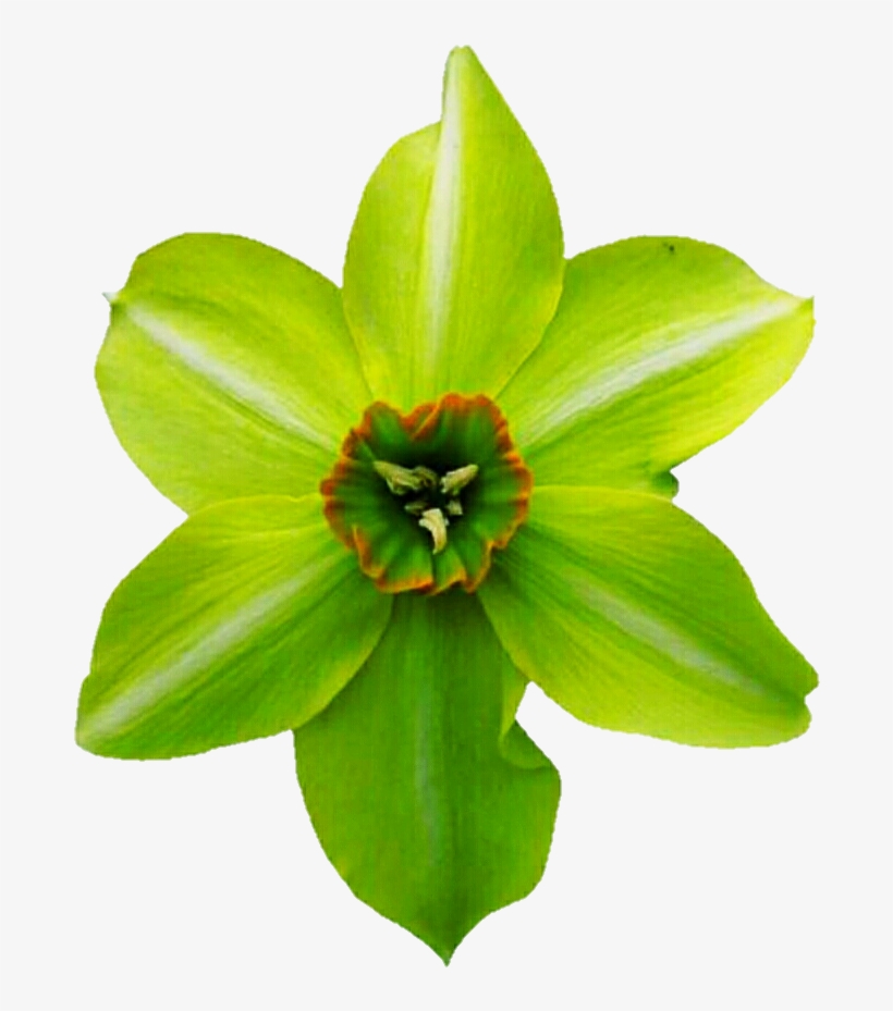 Jpg Freeuse Daffodil Clipart Bulb - Fritillaria, transparent png #1034957