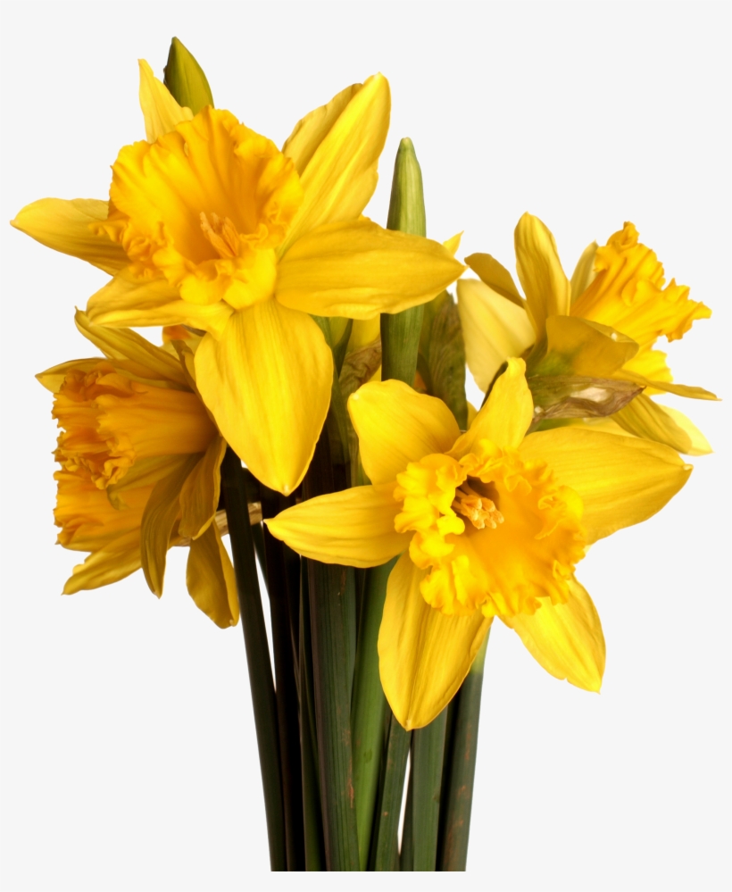 Daffodil Vector Flower Picture Library Download - Daffodil W White Background, transparent png #1034977