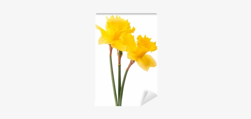 Daffodil Flower Or Narcissus Bouquet Isolated On White - Daffodil, transparent png #1035010