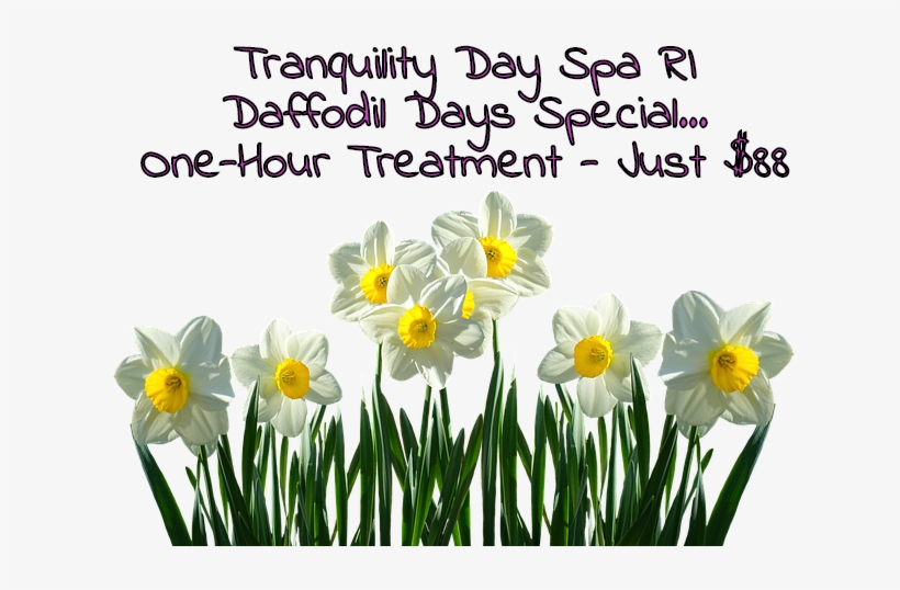 Wickford's Popular Daffodil Days Are On April 7 And - Daffodil, transparent png #1035044