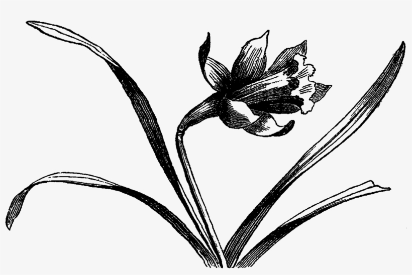 Digital Wildflower Downloads - Drawing, transparent png #1035415