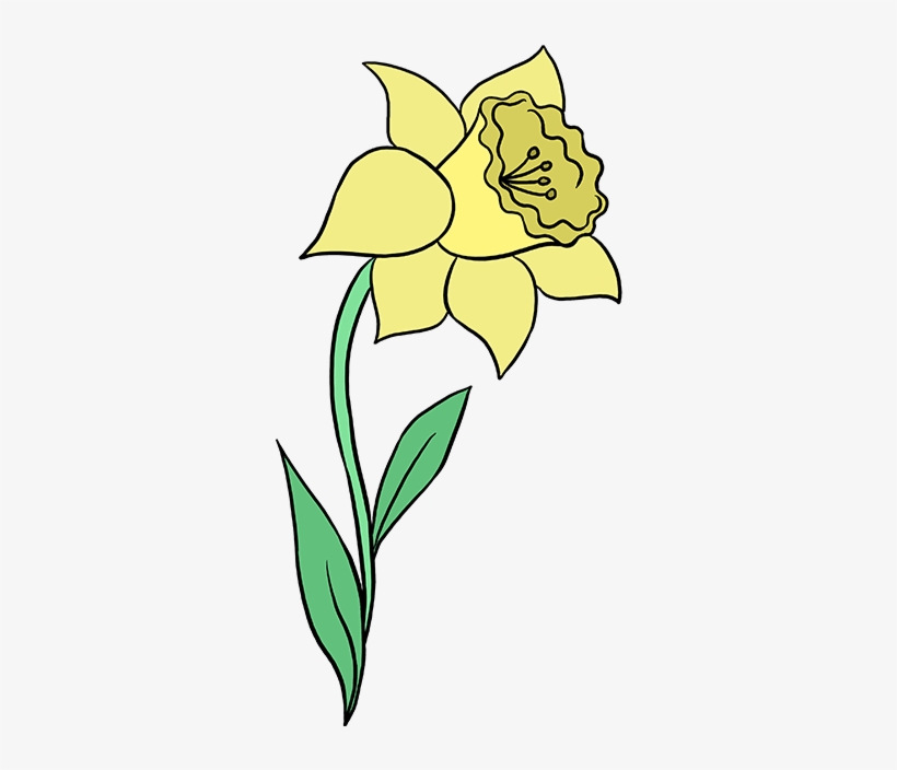 How To Draw Daffodil - Daffodil, transparent png #1035583