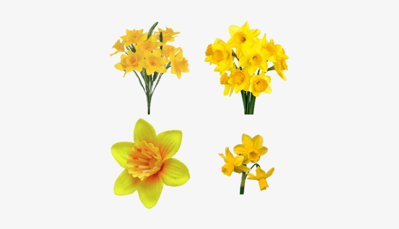 Bunch Of Daffodils, transparent png #1035834