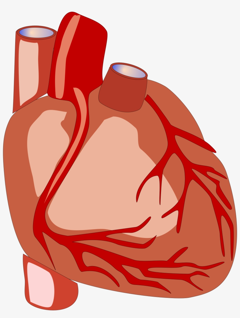 Science Clipart Heart - Human Heart Clipart, transparent png #1035862