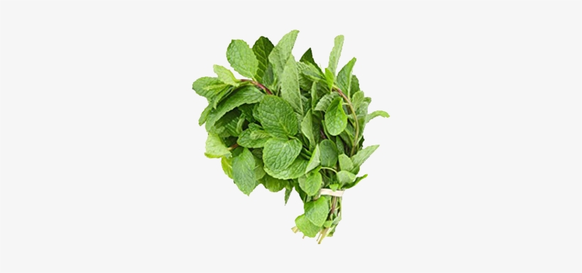 Mint Leaves - Magikware 2 In 1 Manua Hand Juicer Squeezer For Fruits,, transparent png #1036109