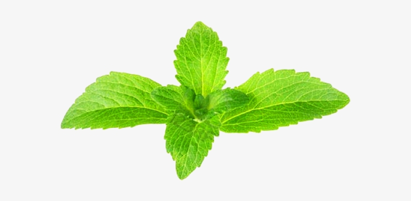 What Is Seenithulasi - Stevia En Planta 40gr. Pinisan, transparent png #1036230