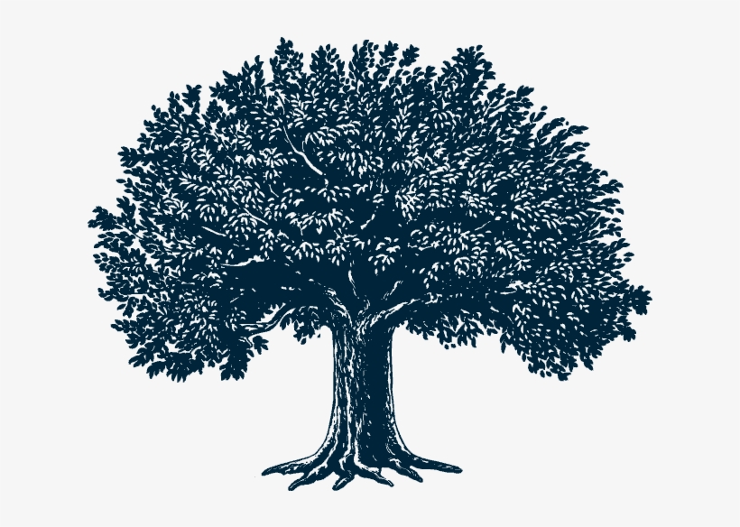Tree Illustration - Guide To Christian Spiritual Formation: How Scripture,, transparent png #1037214