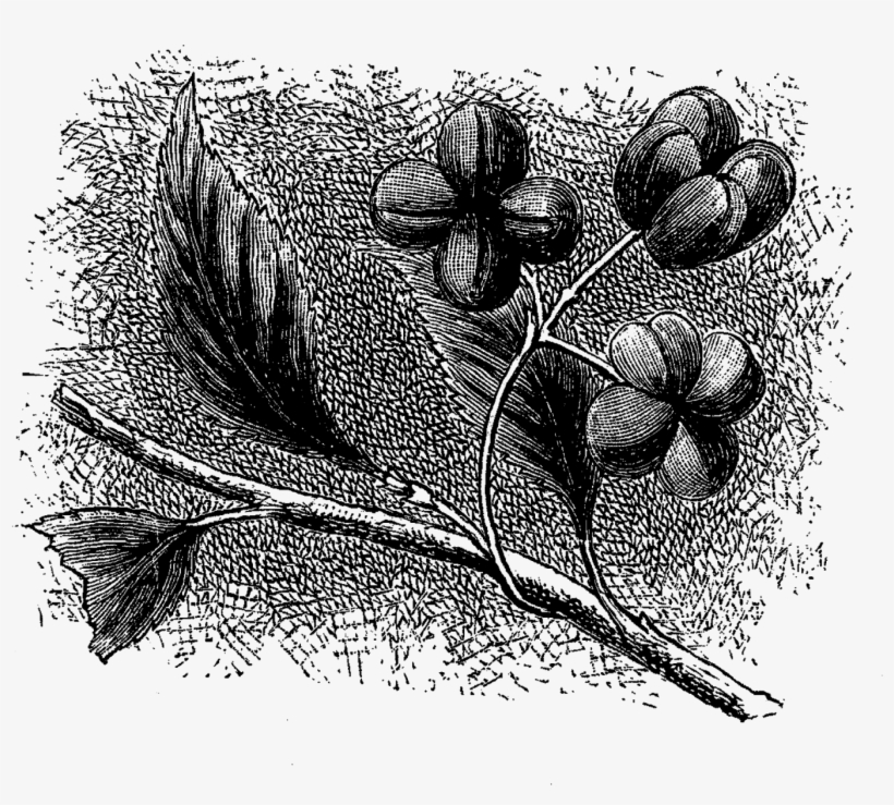 Wildflower Illustration Clip Art Digital - Drawing, transparent png #1037626