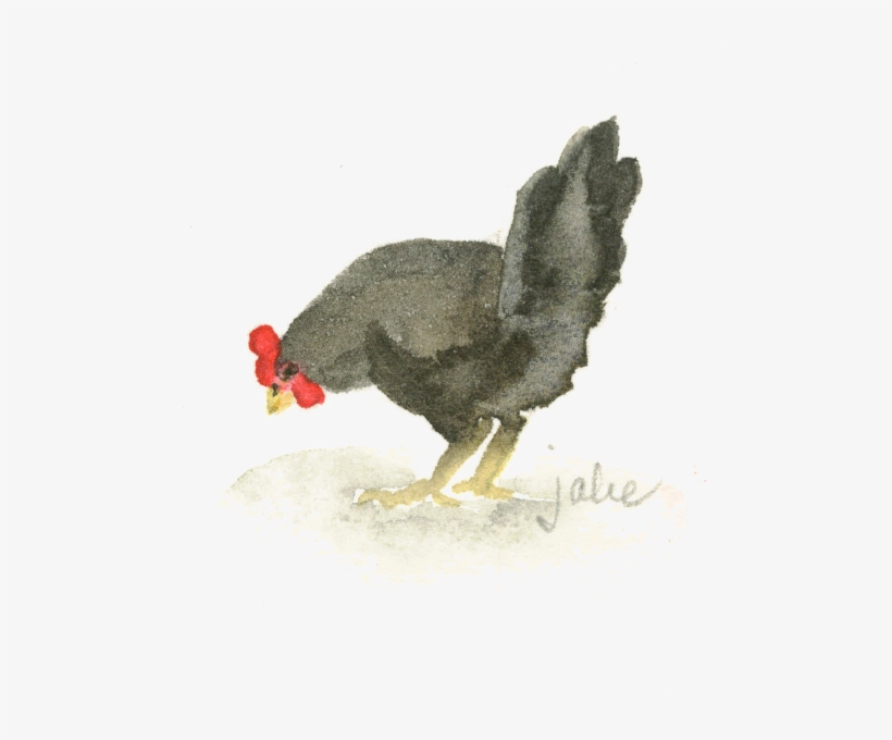 Biddy1 - Rooster, transparent png #1038406