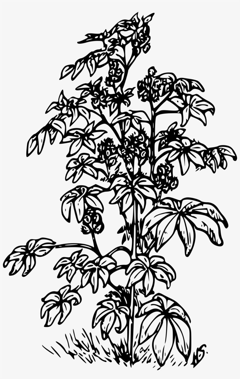 This Free Icons Png Design Of Castor Bean, transparent png #1038740
