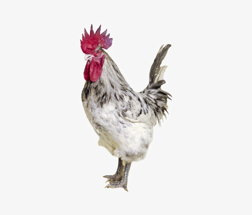 Ash Grey Coloured Rooster With White Skin - Red Junglefowl, transparent png #1039131