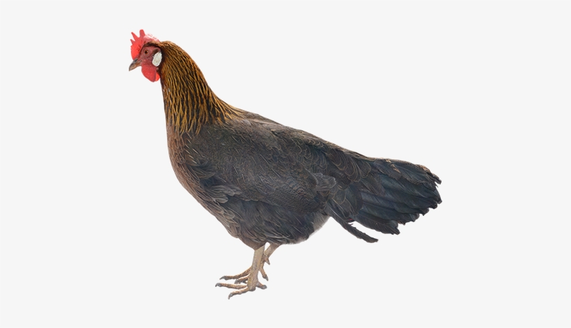 Rooster Images, Png Format, Animal Cutouts, Animals - 2018, transparent png #1039284