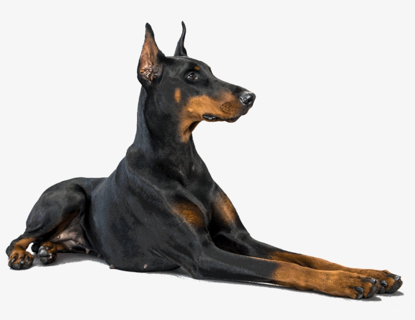 Doberman Face Png Transparent Doberman Face - Доберман Пнг, transparent png #1039714