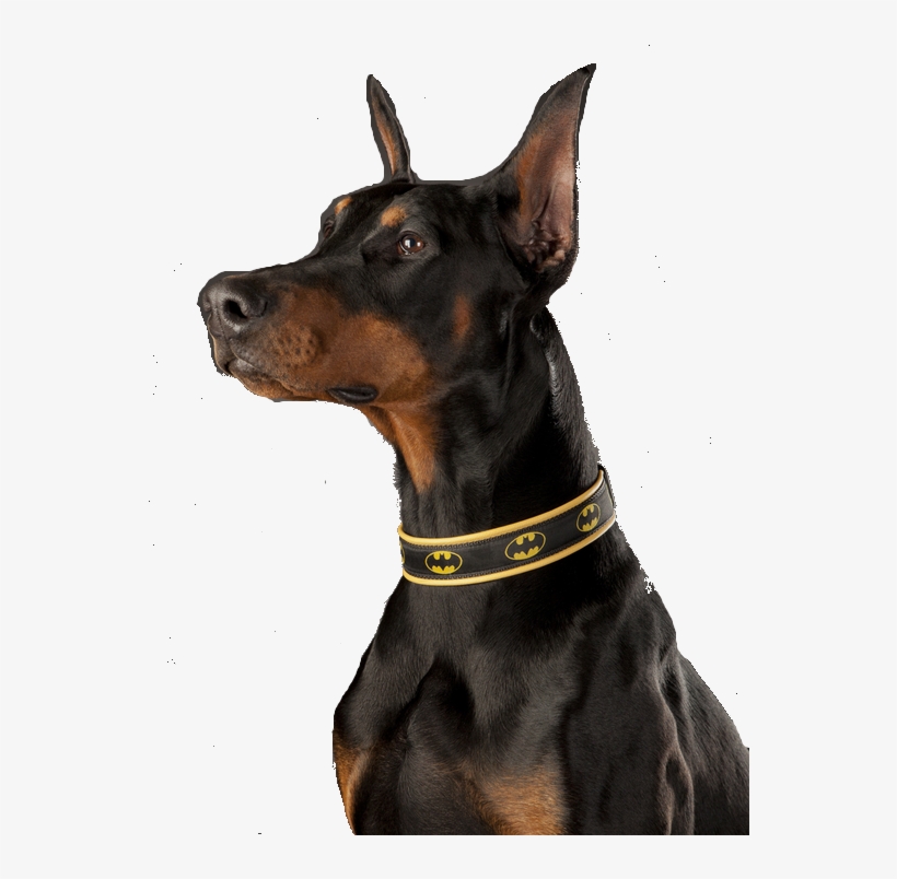 Doberman Transparent, transparent png #1039776