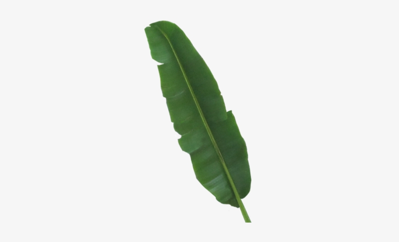 Abaca Leaf, transparent png #1039824