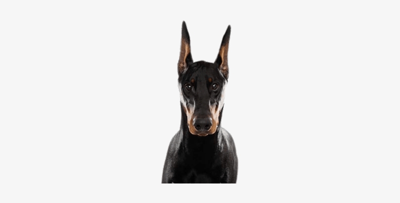 Doberman Head - Doberman Without Background, transparent png #1039855