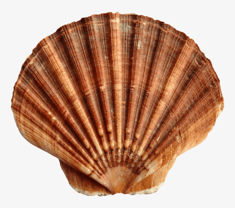 Jpg Freeuse Library Sea Shell Png Free Images Toppng - Shell Transparent, transparent png #1039858