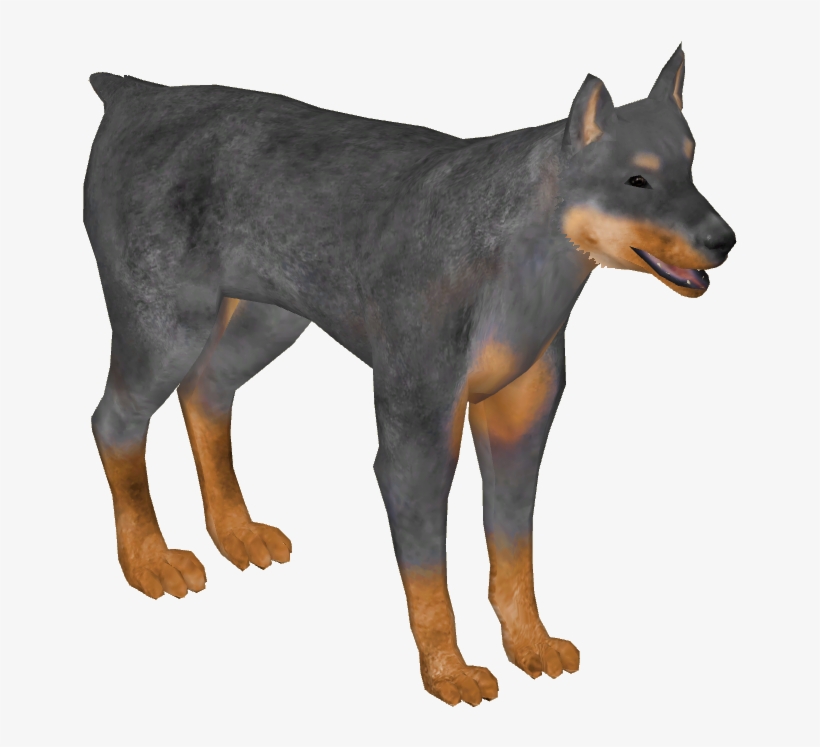 Doberman Pinscher 03 - Wiki, transparent png #1039859