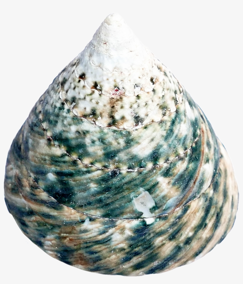 Seashell, transparent png #1039958